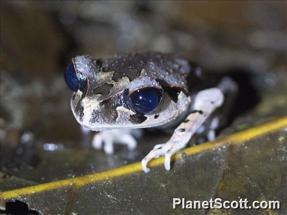 Lowland Litter Frog (Leptobrachium abbotti)