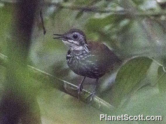 Bornean Wren-Babbler (Ptilocichla leucogrammica)