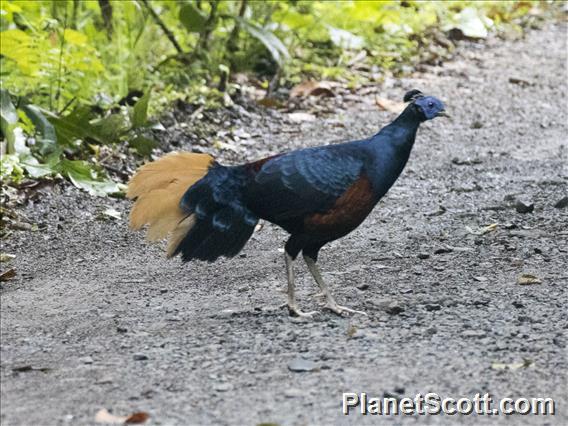 Bornean Crested Fireback (Lophura ignita)