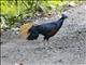 Bornean Crested Fireback (Lophura ignita)