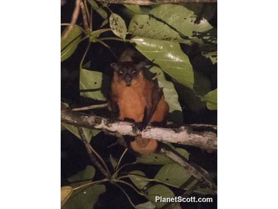 Red Giant Flying Squirrel (Petaurista petaurista)