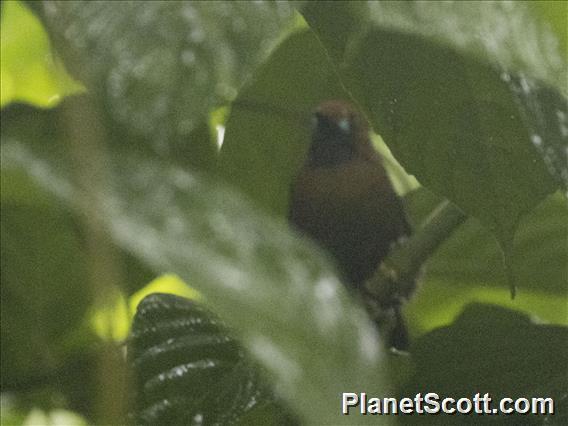 Fluffy-backed Tit-Babbler (Macronus ptilosus)