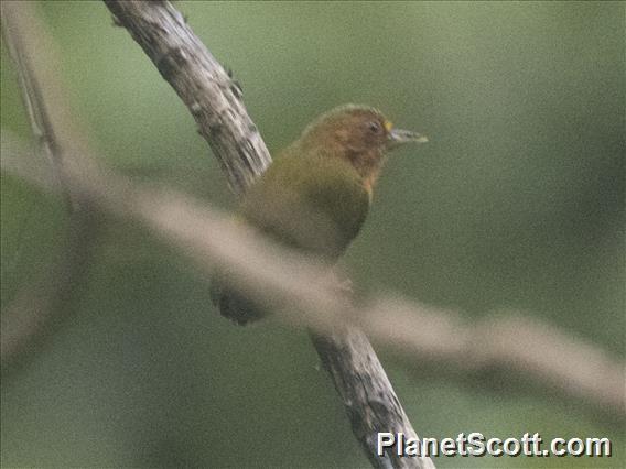 Rufous Piculet (Sasia abnormis)