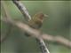 Rufous Piculet (Sasia abnormis)