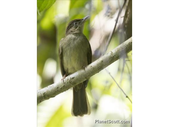 Charlotte's Bulbul (Iole charlottae)