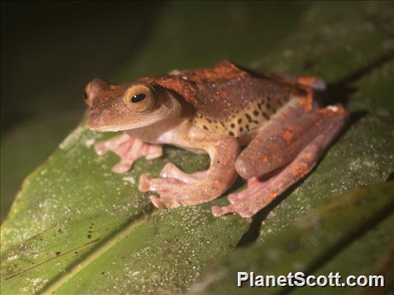 Harlequin Tree Frog (Rhacophorus pardalis)