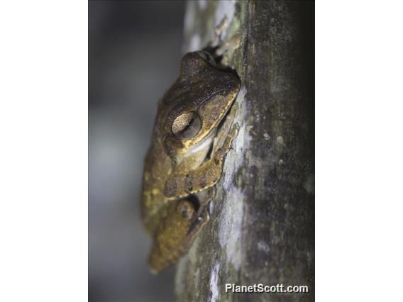 Dark-eared Tree Frog (Polypedates macrotis)