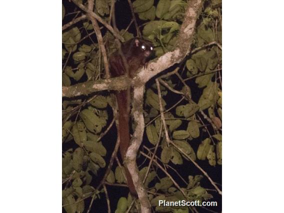 Thomas's Flying Squirrel (Aeromys thomasi)