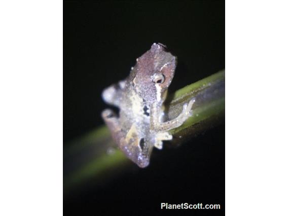 Borneo Rice Frog (Nanohyla sp)