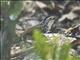 Striped Wren-Babbler (Kenopia striata)