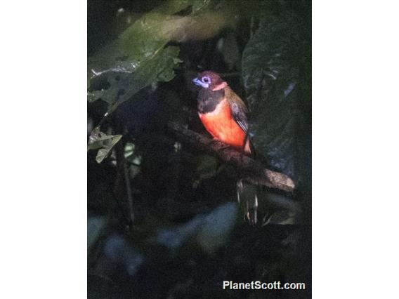 Diard's Trogon (Harpactes diardii)