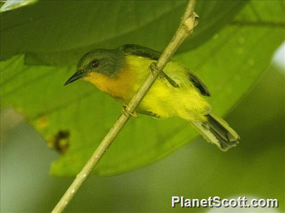 Ruby-cheeked Sunbird (Chalcoparia singalensis)