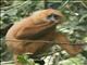 Red Leaf Monkey (Presbytis rubicunda)