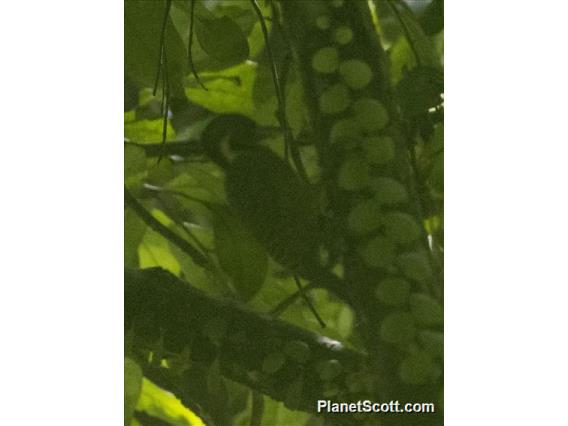 Buff-necked Woodpecker (Meiglyptes tukki)