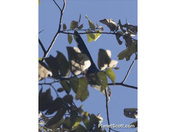 Black-bellied Malkoha (Phaenicophaeus diardi)