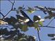 Black-bellied Malkoha (Phaenicophaeus diardi)