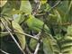 Greater Green Leafbird (Chloropsis sonnerati) - Female