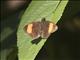 Grass Skipper (Koruthaialos ssp)