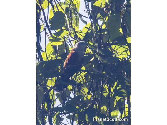 Raffles's Malkoha (Rhinortha chlorophaea)