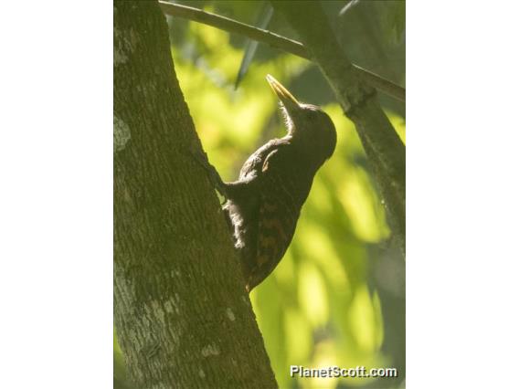 Bay Woodpecker (Blythipicus pyrrhotis)