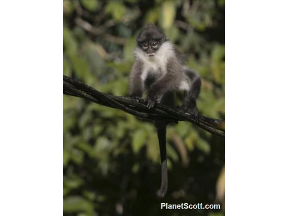 White-thighed Surili (Presbytis siamensis)