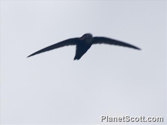 House Swift (Apus nipalensis)