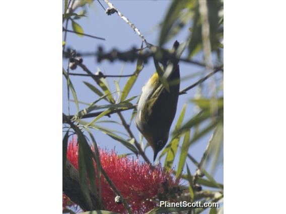 Hume's White-eye (Zosterops auriventer)