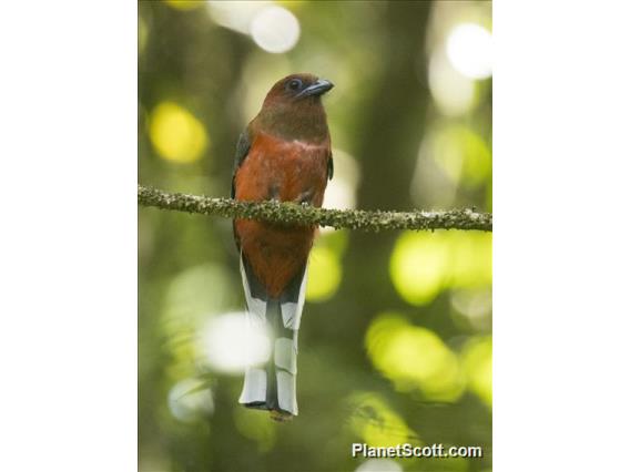 Red-headed Trogon (Harpactes erythrocephalus)