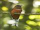 Red-headed Trogon (Harpactes erythrocephalus)