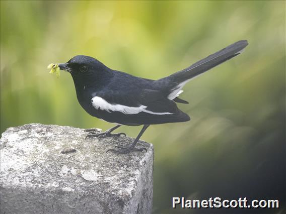 Oriental Magpie-Robin (Copsychus saularis)