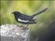 Oriental Magpie-Robin (Copsychus saularis)