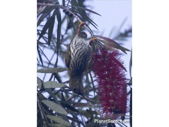 Streaked Spiderhunter (Arachnothera magna)