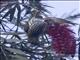 Streaked Spiderhunter (Arachnothera magna)