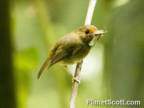 Rufous-browed Flycatcher (Anthipes solitaris)