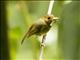 Rufous-browed Flycatcher (Anthipes solitaris)