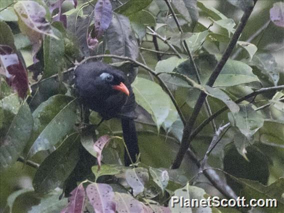 Black Laughingthrush (Melanocichla lugubris)