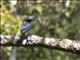 Malayan Cuckooshrike (Coracina larutensis) - Male