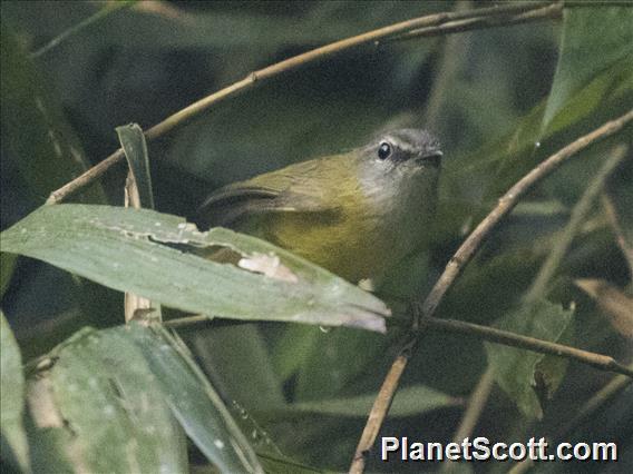 Yellow-bellied Warbler (Abroscopus superciliaris)