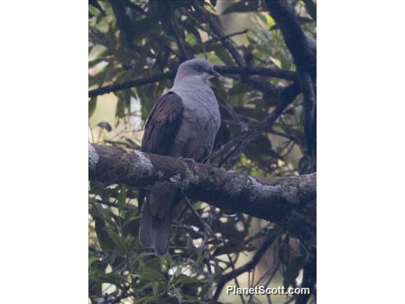 Mountain Imperial-Pigeon (Ducula badia)