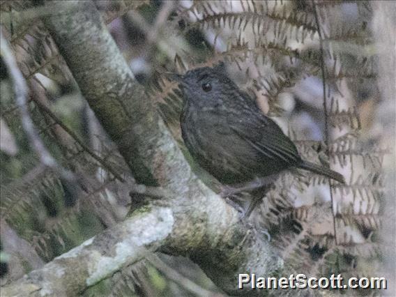 Streaked Wren-Babbler (Gypsophila brevicaudata)