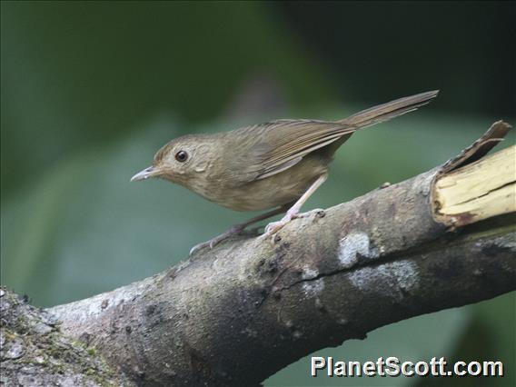 Buff-breasted Babbler (Pellorneum tickelli)