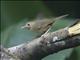 Buff-breasted Babbler (Pellorneum tickelli)