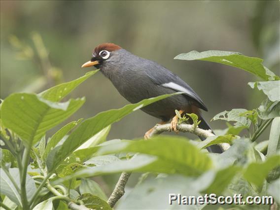 Chestnut-capped Laughingthrush (Pterorhinus mitratus)