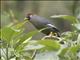 Chestnut-capped Laughingthrush (Pterorhinus mitratus)