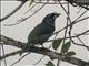 Fire-tufted Barbet (Psilopogon pyrolophus)