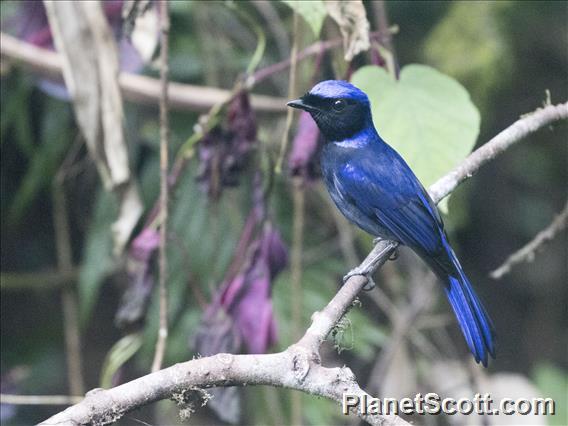 Large Niltava (Niltava grandis)