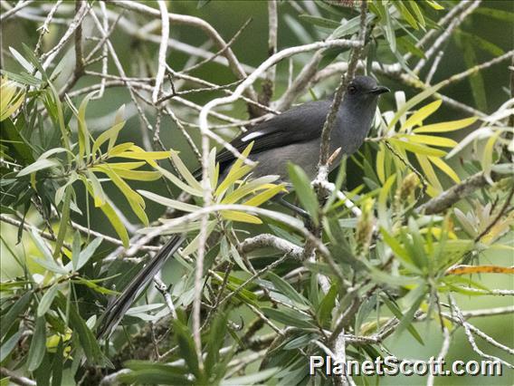 Long-tailed Sibia (Heterophasia picaoides)