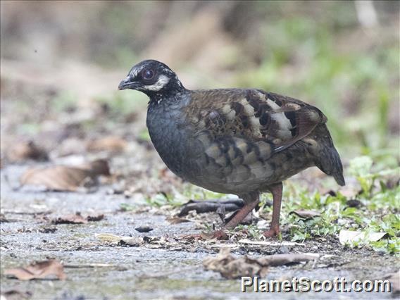 Malayan Partridge (Arborophila campbelli)