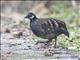 Malayan Partridge (Arborophila campbelli)