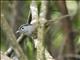 Mountain Fulvetta (Alcippe peracensis)